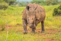 Portrait of cute male bull white Rhino or Rhinoceros in a group