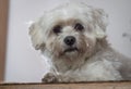 Portrait of cute maltese dog looking at camera