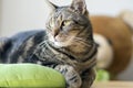 Portrait of cute marble striped cat in lime green cat bed, single animal, teddy bear toy on background