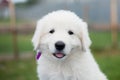 Portrait of a cute maremma puppy with purple ribbon sitting on the table outside in summer. Royalty Free Stock Photo