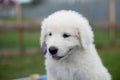 Portrait of a cute maremma puppy with purple ribbon sitting on the table outside in summer. Royalty Free Stock Photo