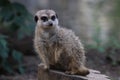 Portrait of a cute meerkat looking into the camera and sitting on a tree trunk Royalty Free Stock Photo