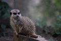 Portrait of a cute meerkat looking into the camera and sitting on a tree trunk Royalty Free Stock Photo