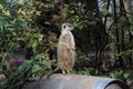 Portrait of a cute meerkat looking into the camera and sitting on a tree trunk Royalty Free Stock Photo