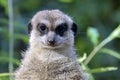 Portrait of a cute meerkat looking into the camera and sitting on a tree trunk Royalty Free Stock Photo