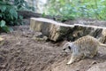 Portrait of a cute meerkat looking into the camera and sitting on a tree trunk Royalty Free Stock Photo