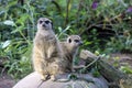 Portrait of a cute meerkat looking into the camera and sitting on a tree trunk Royalty Free Stock Photo