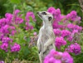 Portrait of a cute meerkat in natural environment