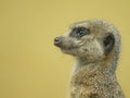 Portrait of a cute Meerkat standing in a zoo Royalty Free Stock Photo