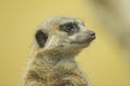 Portrait of a cute Meerkat standing in a zoo Royalty Free Stock Photo