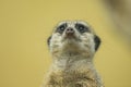 Portrait of a cute Meerkat standing in a zoo Royalty Free Stock Photo