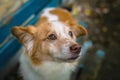 Portrait of cute mixed breed brown and white dog Royalty Free Stock Photo