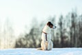 Cute Playful mongrel dog at walk in winter field Royalty Free Stock Photo