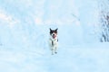 Cute Playful mongrel dog at walk in winter field Royalty Free Stock Photo