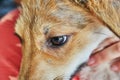 Portrait of a cute mixed golden retriever puppy