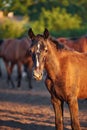 Portrait of a cute molting foal in the herd in the evening light Royalty Free Stock Photo