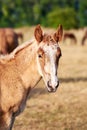 Portrait of a cute molting foal in the herd on the pasture Royalty Free Stock Photo