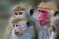 Macaca Sinica monkeys from Sri Lanka