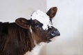 Portrait of cute newborn calf