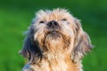 Portrait of a cute old dog Royalty Free Stock Photo