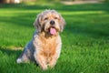 Portrait of a cute old dog Royalty Free Stock Photo