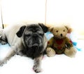Portrait of a cute old pug dog with a teddy bear. Royalty Free Stock Photo