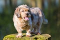 Portrait of a cute older dog on a tree stub