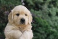 A portrait of a cute one month Golden Retriever puppy in the garden Royalty Free Stock Photo