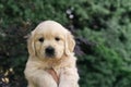 A portrait of a cute one month Golden Retriever puppy in the garden Royalty Free Stock Photo