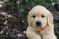 A portrait of a cute one month Golden Retriever puppy in the garden Royalty Free Stock Photo