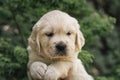 A portrait of a cute one month Golden Retriever puppy in the garden Royalty Free Stock Photo