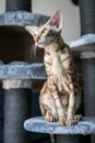 Portrait of cute oriental breed cat seatting on stand