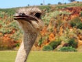 A cute ostrich