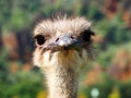 A cute ostrich