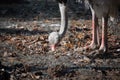 Portrait of cute ostrich eating on the ground