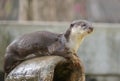 Portrait of a cute otter