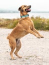 Portrait of cute outbred happy jumping dog on sea coast outside Royalty Free Stock Photo