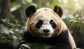 Portrait of a cute panda bear in nature. The giant panda (Ailuropoda melanoleuca)