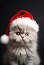 Portrait of cute Persian cat with Santa Claus Christmas hat in front of black background Royalty Free Stock Photo