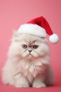 Portrait of cute Persian cat with Santa Claus Christmas hat in front of pink background Royalty Free Stock Photo