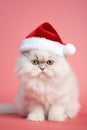 Portrait of cute Persian cat with Santa Claus Christmas hat in front of pink background Royalty Free Stock Photo