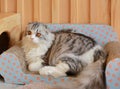 Portrait of cute Persian Scottish fold cat sitting in cat sofa and looking beside Royalty Free Stock Photo