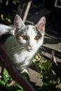 Portrait of cute pet cat staring at the camera from a bush Royalty Free Stock Photo