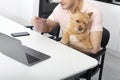 Portrait of cute pet Norwich Terrier breed sitting on the knees of his friend