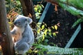 a koala in Tazonga Zoo Sydney