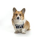Portrait of a cute photographer dog corgi sitting on a white background in a studio with a retro camera around his neck