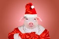 Portrait of a cute piggy in Santa Claus costume
