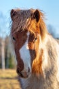 Portrait of a cute pinto colored Icelandic horse foal Royalty Free Stock Photo