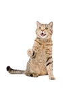 Portrait of a cute playful cat Scottish Straight Royalty Free Stock Photo