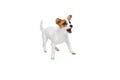 Portrait of cute playful puppy of Jack Russell Terrier in motion, jumping, barking isolated over white studio background Royalty Free Stock Photo